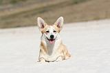 CORGI PEMBROKE 214